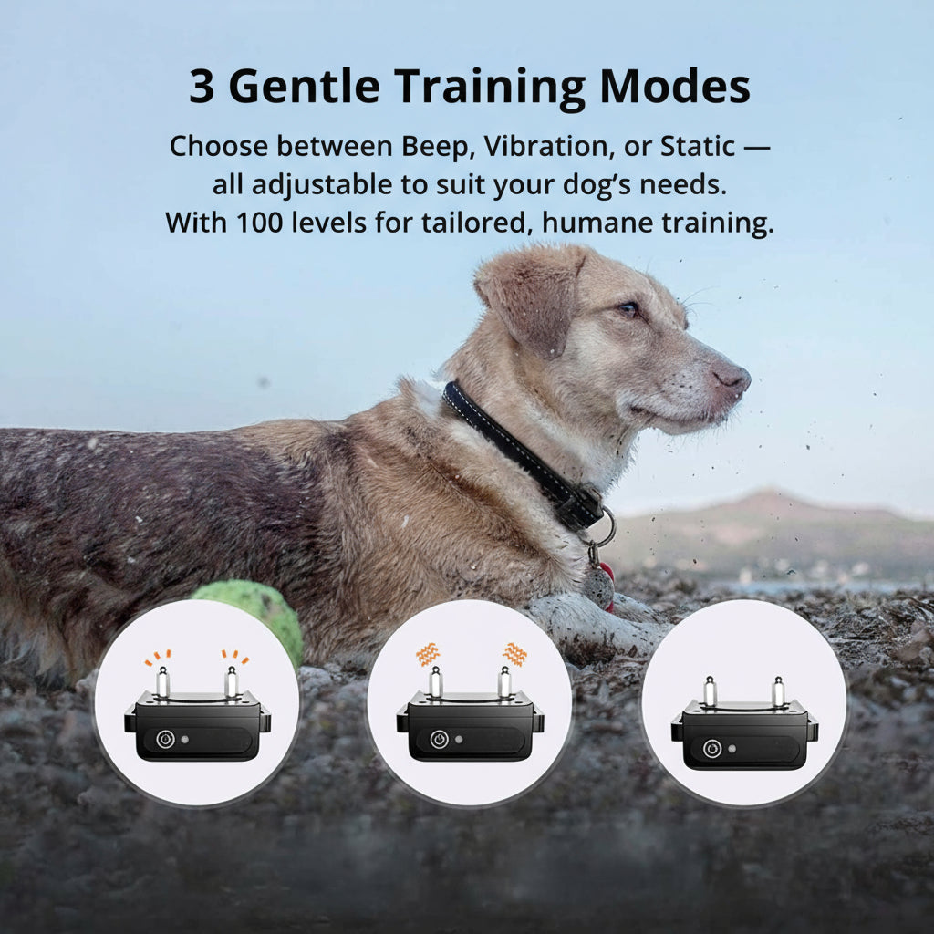 Amtn Club | 1000m Waterproof Dog Training Collar – Rechargeable, Remote Control & Adjustable for Small, Medium, and Large Dogs