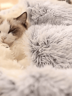koadclo | Cozy Cave Pet Bed – Calming & Comfortable Dog Bed for Deep Relaxation
