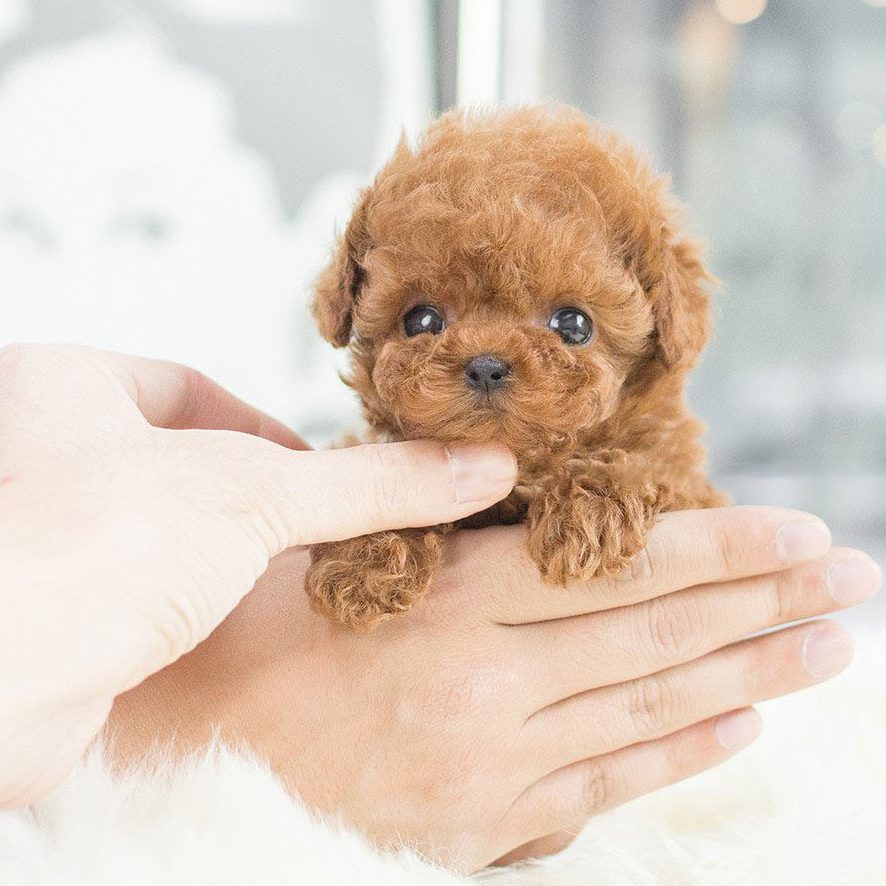 Koadclo | Milow - My Realistic Robot Puppy