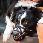 Koadclo | SafeBark Dog Muzzle