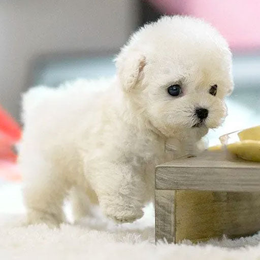 Koadclo | Milow - My Realistic Robot Puppy