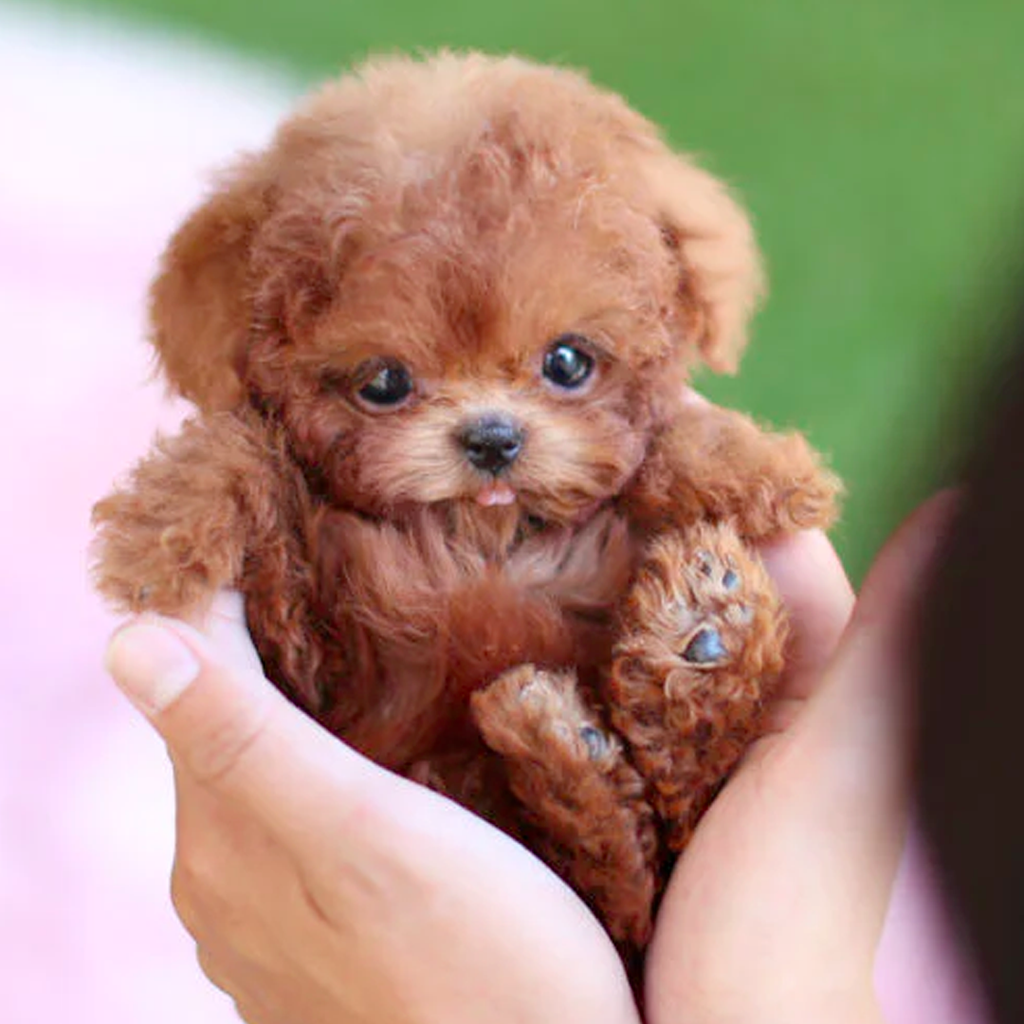 Koadclo | Milow - My Realistic Robot Puppy